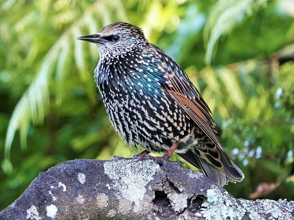 Common starling 01